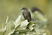 Spotless starling (Sturnus unicolor) juvenile, Bulgaria