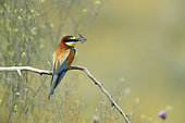 European Bee-eater (Merops apiaster) holding a butterfly , Bulgaria