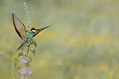 European Bee-eater (Merops apiaster) wings wide opened, Bulgaria