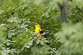 Golden Oriole (Oriolus oriolus) male holding a caterpillar with its bill, Bulgaria