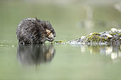 Muskrat (Ondatra zibethicus) eating plants in water, Alsace, France