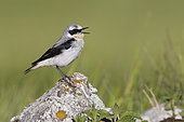 Northern Wheatear (Oenanthe oenanthe), side view of an adult male singing from a rock, Abruzzo, Italy