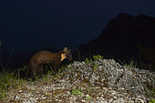 Pine Marten (Martes martes), adult walking on a rocky ground at nighttime, Campania, Italy