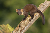 Pine Marten (Martes martes), adult sitting on an old trunk, Campania, Italy