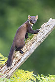 Pine Marten (Martes martes), adult climbing an old trunk, Campania, Italy