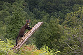 Pine Marten (Martes martes), adult climbing an old trunk in a mountain landscape, Campania, Italy