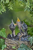 Blackbird (Turdus merula) chicks in nest, France