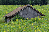 Old barn, Cultivation of Cup plant (Silphium perfoliatum), a plant native to North America, for methanisation, Brognard, Doubs, France