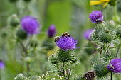 Bee on Common thistle (Cirsium vulgare) flowers, Brognard, Doubs, France