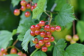 European cranberrybush (Viburnum opulus) fruits, France