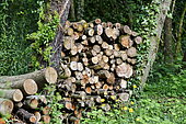 Pile of wood between two trees, France