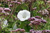 Hedge bindweed (Calystegia sepium) flower, France