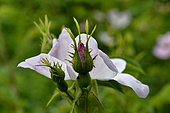 Dog rose (Rosa canina) in bloom, France