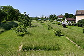 Orchard and meadow in an urban environment, Vieux-Charmont, Doubs, France