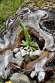 Garden decoration, root and fat plant, Joubarbe des toits (Sempervivum tectorum), France