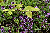Young common beech (Fagus sylvatica) and wild thyme in flower, France