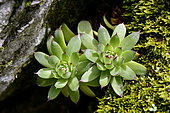 Common houseleek (Sempervivum tectorum) succulents in a rock wall