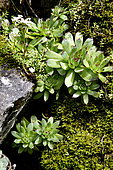 Common houseleek (Sempervivum tectorum) succulents in a rock wall