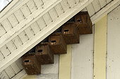 Common Swift (Apus apus) nest boxes installed under a roof overhang, Montbéliard, Doubs, France