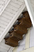 Common Swift (Apus apus) nest boxes installed under a roof overhang, Montbéliard, Doubs, France