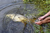 Carp release, Carp fishing, Malsaucy pond in Belfort, France