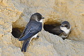 Sand Martin (Riparia riparia) at nest, nesting site, quarry in operation, Oselle, Doubs, France