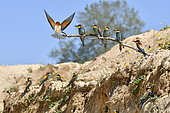 European Bee-eater (Merops apiaster) group on a branch, nesting site, quarry in operation, Oselle, Doubs, France