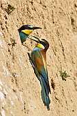 European Bee-eater (Merops apiaster) pair at nest, nesting site, quarry in operation, Oselle, Doubs, France