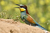 European Bee-eater (Merops apiaster) on ground, nesting site, quarry in operation, Oselle, Doubs, France