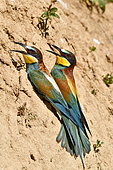 European Bee-eater (Merops apiaster) pair on ground, nesting site, quarry in operation, Oselle, Doubs, France