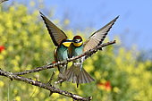 European Bee-eater (Merops apiaster) on a branch, nesting site, quarry in operation, Oselle, Doubs, France