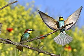 European Bee-eater (Merops apiaster) on a branch, nesting site, quarry in operation, Oselle, Doubs, France