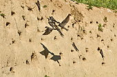 Sand Martin (Riparia riparia) at nest, nesting site, quarry in operation, Oselle, Doubs, France