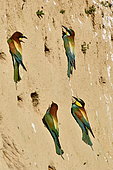 European Bee-eater (Merops apiaster) at nest, nesting site, quarry in operation, Oselle, Doubs, France
