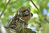 Long-eared Owl (Asio otus) portrait of juvenile, France
