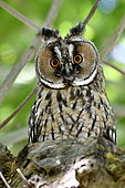 Long-eared Owl (Asio otus) portrait of juvenile, France