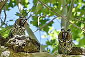 Long-eared Owl (Asio otus) Juveniles on a branch, France