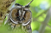 Long-eared Owl (Asio otus) portrait of juvenile, France