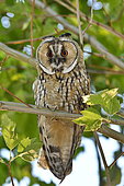 Long-eared Owl (Asio otus) Juvenile on a branch, France
