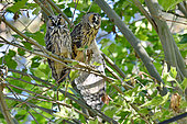 Long-eared Owl (Asio otus) Juveniles on a branch, France