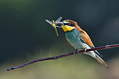 European Bee-eater (Merops apiaster) capturing a dragonfly, nesting site, quarry in operation, Oselle, Doubs, France