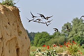 Sand Martin (Riparia riparia) in flight, nesting site, quarry in operation, Oselle, Doubs, France