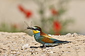 European Bee-eater (Merops apiaster) capturing a dragonfly, nesting site, quarry in operation, Oselle, Doubs, France