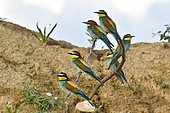 European Bee-eater (Merops apiaster) group on a branch, nesting site, quarry in operation, Oselle, Doubs, France