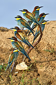 European Bee-eater (Merops apiaster) group of eight birds on a branch, nesting site, quarry in operation, Oselle, Doubs, France