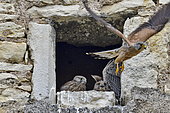 Kestrel (Falco tinnunculus), chicks at the entrance of the nest, adult arriving at the nest with a prey, nest installed in the skylight of a farm in Nommay, Doubs, France