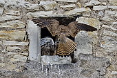 Kestrel (Falco tinnunculus), chicks at the entrance of the nest, adult arriving at the nest with a prey, nest installed in the skylight of a farm in Nommay, Doubs, France