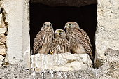 Kestrel (Falco tinnunculus), chicks at the entrance of the nest, nest installed in the skylight of a farm in Nommay, Doubs, France