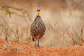 Yellow-necked Spurfowl (Pternistis leucoscepus) on ground, West Tsavo, Kenya