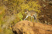Klipspringer (Oreotragus oreotragus) on the top of a rock, West Tsavo, Kenya